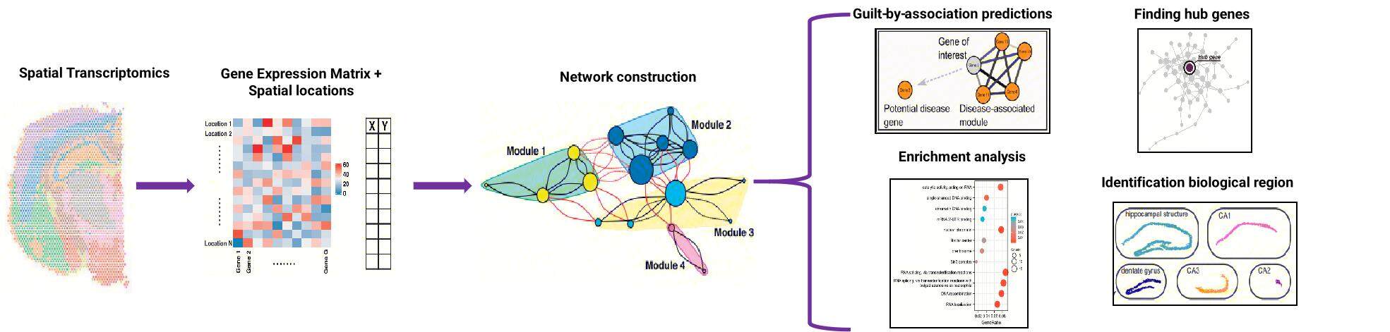 Figure 1 Spatial Gene Coexpression workflow